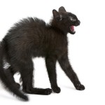 Een kattengedragstherapeut kun je inschakelen als het gedrag van je kat ineens verandert Agressie is een van de gedragsproblemen die kan ontstaan als je kat leidt onder stress. © lifeonwhite.com
