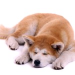 De Akita Inu De Akita komt voor met de vachtkleuren roodgeel, sesam, brindle en wit. ©fotowebbox - Fotolia