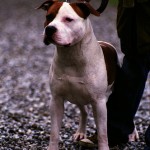 Amerikaanse Staffordshire Terriër De Amerikaanse Staffordshire Terriër heeft een stoer en gespierd uiterlijk