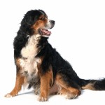 De Berner Sennenhond is een typische berghond afkomstig uit Zwitserland Berghonden beschermen de kudde en maken echt onderdeel uit van de kudde in tegenstelling tot herdershonden.© Ulrich Abels - Fotolia