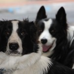 Border Collies; vader en zoon De Border Collie is een middelgrote herdershond