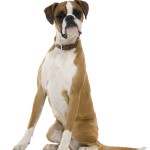De boxer is afkomstig uit Beieren De boxer heeft een assertieve baas nodig, die de leiding neemt.© lifeonwhite.com