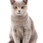 De Britse korthaar is een echte gezinskat die zich snel aanpast aan nieuwe situaties. ©Kirill Vorobyev - Fotolia