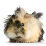 Cavia © www.isselee.com