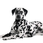 Dalmatiër Dalmatiërs hebben veel beweging nodig wat nogal eens onderschat wordt. ©fotowebbox - Fotolia