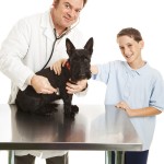 De dierenarts is een optie als er bij je hond of kat een heftige allergische reactie optreedt Voor tijdelijke verlichting (bij bijvoorbeeld een bijensteek) kan de dierenarts cortison voorschrijven.©Lisa F. Young - Fotolia