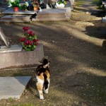 Dierenbegraafplaats voor jouw huisdier Na overlijden van jouw huisdier kun je je huisdier begraven op een dierenbegraafplaats of laten cremeren in een dierencrematorium