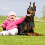 Anders dan sommige mensen denken is de Dobermann een echte gezinshond De baas van de Dobermann moet een assertief persoon zijn anders is de Dobermann geen geschikt huisdier. ©Nikolai Tsvetkov - Fotolia