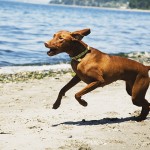 De dierenfysiotherapeut helpt bij bewegingsproblemen Het zijn vooral paarden en honden die de dierenfysiotherapeut helpt, maar ook katten en konijnen kunnen er terecht.