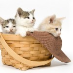 Een Europese Korthaar kat komt in alle natuurlijke kleuren voor. ©Tony Campbell - Fotolia