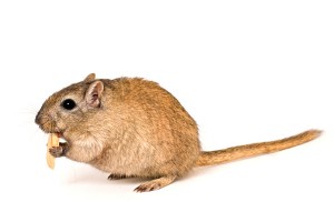 Een gerbil behoort tot de orde der knaagdieren (Rodentia).© Michaela Pucher - Fotolia