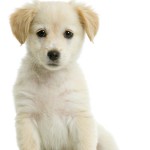 Golden Retriever puppie De gouden haren in de vacht heeft gezorgd voor de naam Golden Retriever.© www.isselee.com