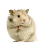 Foto Hamster voor dierenarts-dierenkliniek