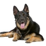 Herdershonden zijn gefokt om te werken met vee Herdershonden zijn uitstekende honden om vee te hoeden of op te drijven.©biglama - Fotolia