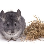Grijze Chinchilla met stro © Magali Parise - Fotolia