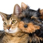 Hond en kat samen © Ulf - Fotolia