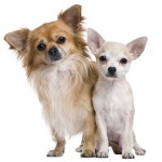 Twee Chihuahua's een van drie jaar oud en een puppy van 5 maanden Een langharige Chihuahua en een kortharige Chihuahua