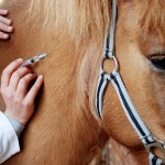 Inenten van je paard is belangrijk om te voorkomen dat je paard ziek wordt Het inenten van je paard is verplicht als je wedstrijden gaat rijden. Zo kunnen andere paarden niet aangestoken worden, mocht je paard of pony een van de vier ziektes hebben waar tegen ingeënt kan worden.©willnidd - Fotolia