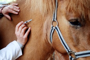 Inenten van uw paard is belangrijk om te voorkomen dat uw paard ziek wordt Het inenten van uw paard is verplicht als uw wedstrijden gaat rijden. Zo kunnen andere paarden niet aangestoken worden, mocht uw paard of pony een van de vier ziektes hebben waar tegen in geënt kan worden.©willnidd - Fotolia