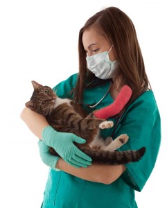 Je kunt je kat inenten tegen 3 kattenziekten: Dit zijn de niesziekte, kattenziekte en hondsdolheid.©Marcin Sadlowski - Fotolia