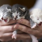 Haal de kittens een voor een bij de moederpoes weg, zodat ze langzaam kan wennen aan het hebben van minder kittens.©Sergey Petrov - Fotolia