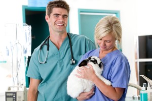 Als je konijn ander gedrag vertoont, verwittig dan je dierenarts