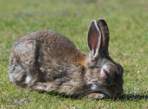 Inenten tegen Myxomatose van je konijn is belangrijk om deze gruwelijke ziekte te voorkomen.©Graham Taylor - Fotolia