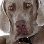 Illustratieve foto van de hond, hondenras is labrador