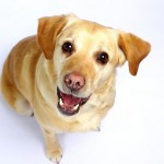 labrador_retriever De Labrador Retriever is dol op gezelschap.