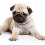 Mops puppy De mopshond is een echte familiehond.© Dixi_ - Fotolia