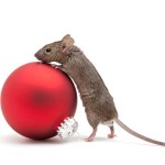 Wil je een muis als huisdier, neem er dan meerdere. Muizen zijn groepsdieren.©Copyright: Sascha Burkard