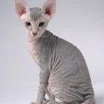 Omdat de Sphynx of naaktkat geen vacht heeft zoekt hij de warmte op en zal jou en eventueel andere huisdieren graag gezelschap houden.© Tolubaev Stanislav - Fotolia