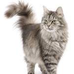 Noorse boskatten houden van gezeltschap en kunnen goed samen gehouden worden met andere katten, honden en kinderen.© lifeonwhite.com