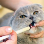 Ontwormingsmiddelen werken over het algemeen goed en verdraagt uw huisdier goed.©yellowj - Fotolia