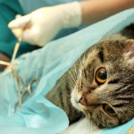 Kat onder narcose Kat die wordt geopereerd © Dmitriy Berkut