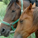 Twee paarden in de wei © wierzbik - Fotolia
