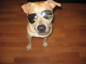 Paco wordt nog weleens aangezien voor een Pitbull, terwijl hij een Amerikaanse Staffordshire Terriër is