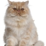 De pers staat bekend om zijn platte snoet. Daarom heeft de kat wel bolle ogen die u geregeld schoon dient te maken.© lifeonwhite.com