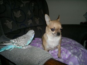 Huisdier van de maan: Pipi de chihuahua Wilma uit Nijmegen heeft deze maand een foto van haar chihuahua doorgestuurd.