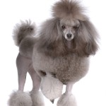 Poedels komen uit Frankrijk en zijn echte familiehonden De poedel is vooral te herkennen aan zijn krullen, koorden of kroeshaar.©Tolubaev Stanislav - Fotolia