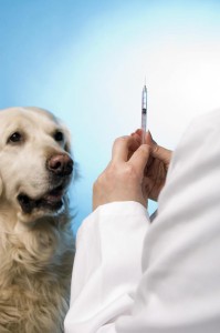 Dierenartsen raden het gebruik van de prikpil voor honden af De poezenpil/prikpil heeft grote vaak negatieve bijwerkingen. Daarom weigeren sommige dierenartsen de poezenpil/prikpil te geven.©saniphoto 2009