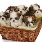 Hoe groter het nest, hoe korter de dracht duurt en omgekeerd.©Willee Cole - Fotolia