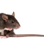 Schaft u ratten aan, doe dit dan bij een zogenaamde rattenfokkerij: rattery.©