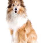 Schotse collie Een Schotse collie met een Sable vachtkleur.©biglama - Fotolia