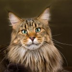 De Maine Coon is een goedgehumeurde gezindskat die erg speels is.©Linn Currie - Fotolia