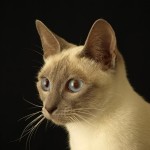 De points van de show-siamees zijn er in allerlei variëteiten, terwijl die van de originele siamees bruin zijn.©hoen_media - Fotolia