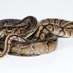 De slang behoort tot de reptielen © 2006 by Andrey Skat
