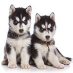 Syberische husky puppies Syberische husky's zijn sociale dieren en kunnen slecht alleen zijn.©Dixi_ - Fotolia
