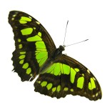 Vlinder in volière