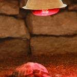 Door middel van een warmtelamp reguleer je de temperatuur in het terrarium Een warmtemat is een oplossing als de warmtelamp niet voor voldoende warmte zorgt.©zingiber - Fotolia